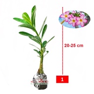 Bibit Benih Tanaman Bonsai Adenium Bonggol Besar Arabicum Obesum