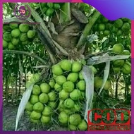 Bibit kelapa hijau hibrida