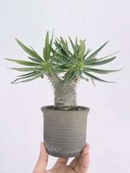 實生象牙宮 (Pachypodium rosulatum var. gracilius) ｜———｜塊根植物｜象牙宮｜龜甲龍｜曲刺妖炎｜橄欖｜象足漆樹｜多肉植物｜龍舌蘭｜嚴龍｜