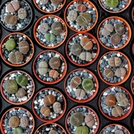 Colouful Lithops Set 生石花 屁屁