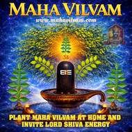 VIRAL SACRED MAHA VILVAM PLANT GOOD LUCK PROSPERITY SPIRITUAL ENERGY LORD SHIVA ENERGY AT HOME🔱 🕉️