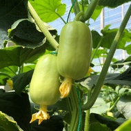 Mini Gherkin Cucumber Seeds 玉女水果黄瓜种子