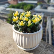 Hot[Auspicious Begonia]Antler Begonia Variegated Succulent Plant Indoor Desktop Balcony Green Plant 