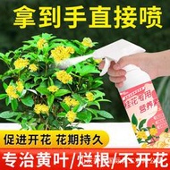 🔥熱銷🔥 桂花營養液 通用有機肥料 免稀疏家用盆栽催花專用 營養