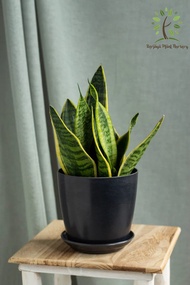 Berjaya Plant Nursery - Sansevieria/Snake Plant(Pokok Lidah Jin Hidup/Pokok Hiasan Dalam Rumah/Real Live Indoor Plant)