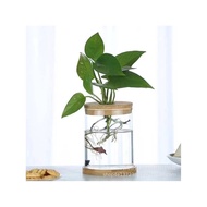 Transparent Transparent Glass Vase Green Dill Hydroponic Glass Bottle Living Room Creative Fresh Des