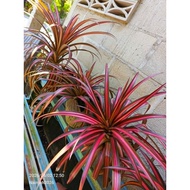 Bromeliad ananas eruption merah