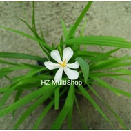 Pokok Bawang Dayak Ubi Bawang Dayak