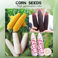 Super Sweet Waxy Corn Seeds for Planting - High Yield Organic Hybrid Corn Seeds Fruit and Vegetable 