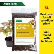 Agro Farm Premium Caladium Soil Mix / Soil for plants / Aroid Soil Mix / Tanah Keladi 5L