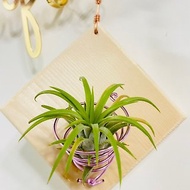 空氣鳳梨 原木鋁線吊板 空間佈置 交換禮物 畢業禮物(不含植物)
