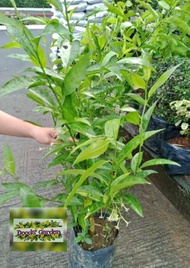 Dama de Noche plant with FREE fertilizer