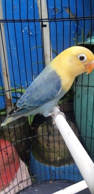 Lovebird Biola Pb Vio Betina