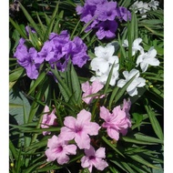 Pokok bunga  Ruellia