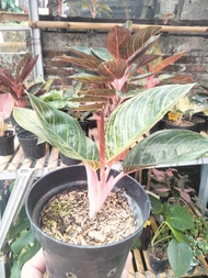 aglonema Kresna golden baby