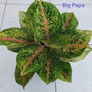 AGLONEMA BIG PAPA