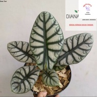 Tanaman hias alocasia silver dragon//alocasia silver dragon