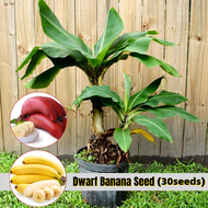 Ready Stock ต้นกล้วยแคระ Dwarf Banana Seeds（30pcs/bag) ต้นไม้ประดับ แต่งบ้านและสวน Plants ต้นบอนไซ ต้นบอนไซ ต้นผลไม้ ต้นไม้ฟอกอากาศ ต้นไม้ฟอกอากาศ ต้นไม้มงคล เมล็ดดอกไม้ เมล็ดพันธุ์ผัก Fruit Seeds - Seeds for Planting - ปลูกง่าย ปลูกได้ทั่วไทย