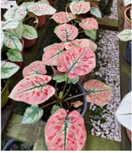 Caladium Strawberry Pink Plant - Live Plant