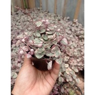 ' STRING OF HEART VARIEGATA | SOH | STRING OF HEART '