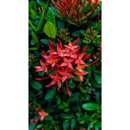 LFT-IXORA KUNING & MERAH / POKOK PECAH PERIUK / POKOK JEJARUM / POKOK OUTDOOR LANDSCAPE HIDUP
