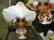 迷秀 Phal. stuartiana v. punctatissima "Sogo" HCC/AOS(斑點密集)珍藏品