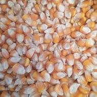 jagung pipil kering 25kg untuk pakan ayam dan burung