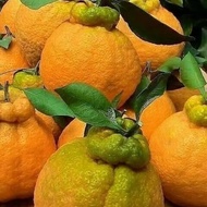 Bibit jeruk dekopon super