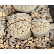 Lithops Gracilidelineata C189A/C374A/C373A/C261A 优选荒玉拿铁latte succulent plant
