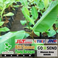 % bibit pisang barangan - pohon pisang barangan