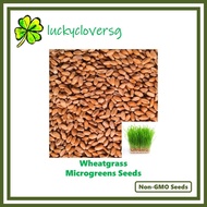 [200g, 500g, 800g, 2000g] Wheatgrass / Wheat Grass / Microgreens / Microgreen Seeds