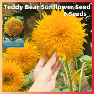 ปลูกง่าย ปลูกได้ทั่วไทย ของแท้ 100% High Quality 6 Pcs ทานตะวัน Bonsai Teddy Bear Sunflower Seeds Pretty Flower Seeds เมล็ดดอกไม้ ต้นไม้มงคล ต้นไม้ฟอกอากาศ ไม้ประดับ เมล็ดดอกไม้สวย บอนไซ บอนสีหายาก แต่งบ้านและสวน Plants เมล็ดดอกไม้