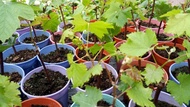 Anak Pokok Anggur Hijau Manis Beserta Pasu Sweet Green Grape Plants With Pot Live Plants Anggur Manis Pokok Hidup