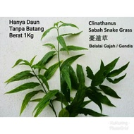 FRESH ELEPHANT GRASS CLINATHANUS 1Kg SABAH SNAKE GRASS - CHEAP