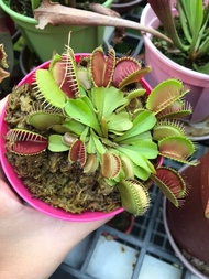 Venus Flytrap Makan Nyamuk Live Exotic Outdoor Carnivorous Plant