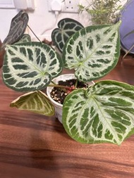水晶花燭