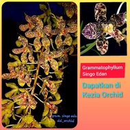 TERLARIS- Anggrek Grammatophyllum Singo Edan / Grammatophyllum