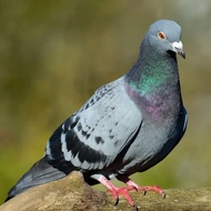 BURUNG DARA MERPATI POS HIDUP