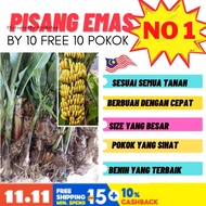 BENIH ANAK PISANG EMAS.100% TAK AKAN MATI BILA SAMPAI.BY 10 FREE 10 SESUAI SEMUA TANAH