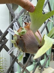 白鷹鹿角蕨-側芽