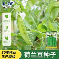 Dutch Bean Seed Seed Pea Sprout Four Seasons Beet Vegetable Pea Seed Vegetable Seed Vegetable Lai Br