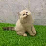 kucing himalaya blue point betina 2,5 bulan cute