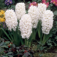 1 หัว ดอกไฮยาซินธ์ (Hyacinth) สายพันธุ์ HYACINTH CARNEGIE