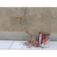 Sancang bonsai material