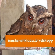 burung Burhan hantu owl jinak lalat