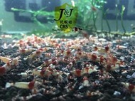 玩蝦坊(Fun Shrimp)純係紅白水晶蝦 水族週邊(不挑)10隻1組(1~1.2公分)