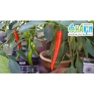 Seeds Chilli 0.1g | 0.4g | 1.2g - Benih Cili - Non-GMO F1 Hybrid