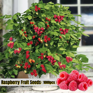 [Easy To Grow In Malaysia] Potted Dwarf Raspberry Seed for Sale (1000pcs/bag) Sweet Delicious Fruit Seeds for Planting Biji Benih Buah Buahan Benih Pokok Balcony Bonsai Tree Indoor Outdoor Real Live Plants for Sale Vegetables Flowers Garden Home Decor