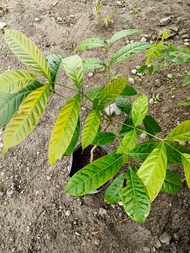 MAHOGANY - NARRA - PAPER TREE - in seedlings bag-REAL PLANTS-READY TO PLANT