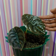 tanaman hias alocasia cuprea / keladi tengkorak (baby)